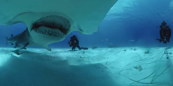 VR 360° Unterwasserwelten, Tauchfahrten, Ozeane, unter Haien u.v.m.
